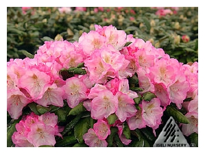 RHODODENDRON x yakushimanum 'Ken Janek'